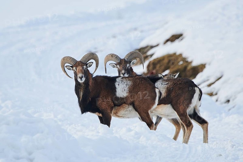 European mouflon (Ovis aries musimon) rams on a snowy meadow in the mountains in tirol, Kitzbühel, Wildpark Aurach, Austria, Europe