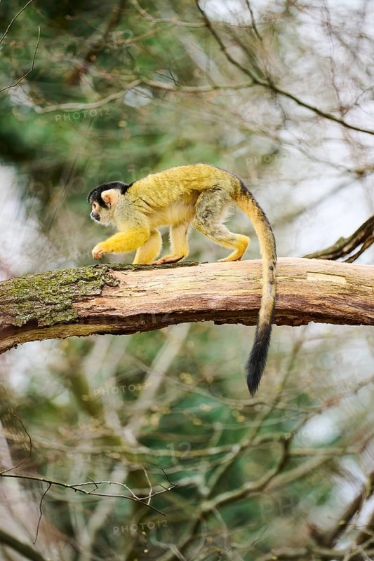 Black-capped squirrel monkey (Saimiri boliviensis) in a tree, Bavaria, Germany, Europe