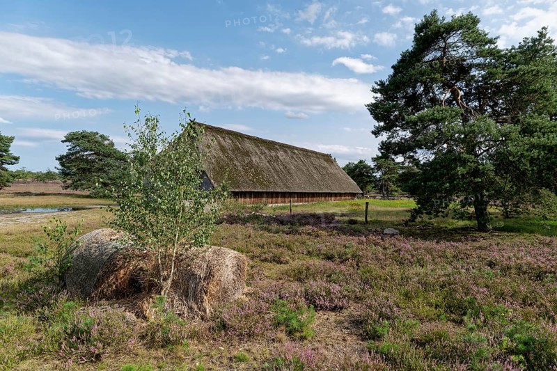 Sheep pen during the heath blossom in the Osterheide in the Lüneburger Heide nature reserve. Schneverdingen, Lower Saxony, Germany, Europe