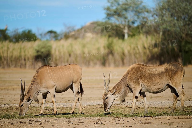 Common eland (Taurotragus oryx) standing in the dessert, captive, distribution Africa