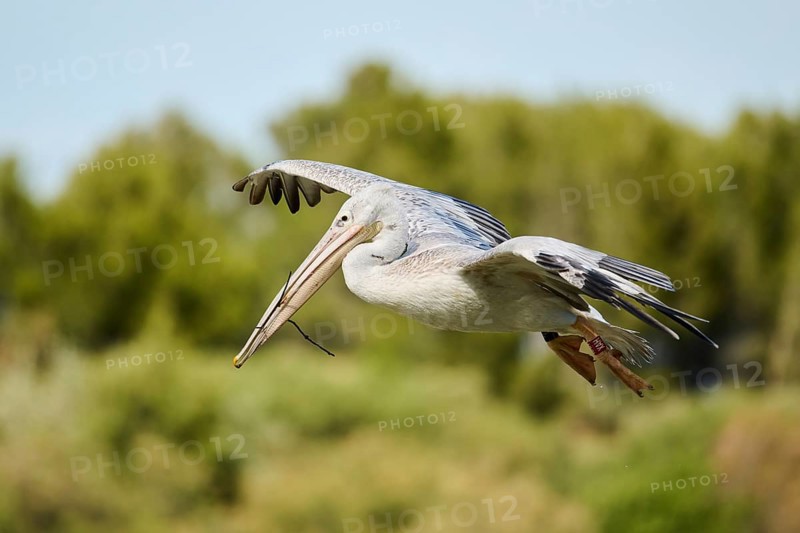 Great white pelican (Pelecanus onocrotalus) flying, France, Europe