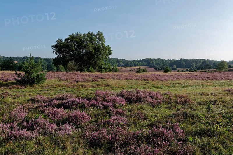 Heath blossom on the heath in the Lüneburg Heath nature reserve. Niederhaverbeck, Lower Saxony, Germany, Europe