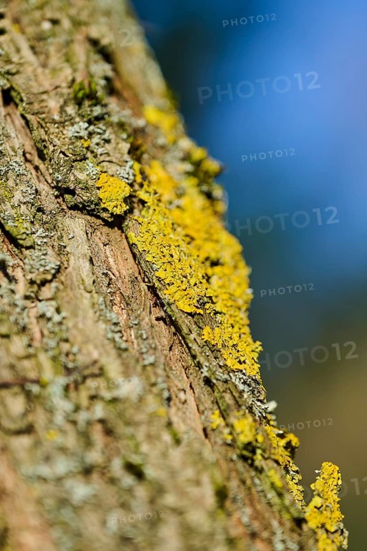 Detail of lichen growing on a crack willow (Salix fragilis) bark, Upper Palatinate, Bavaria, Germany, Europe