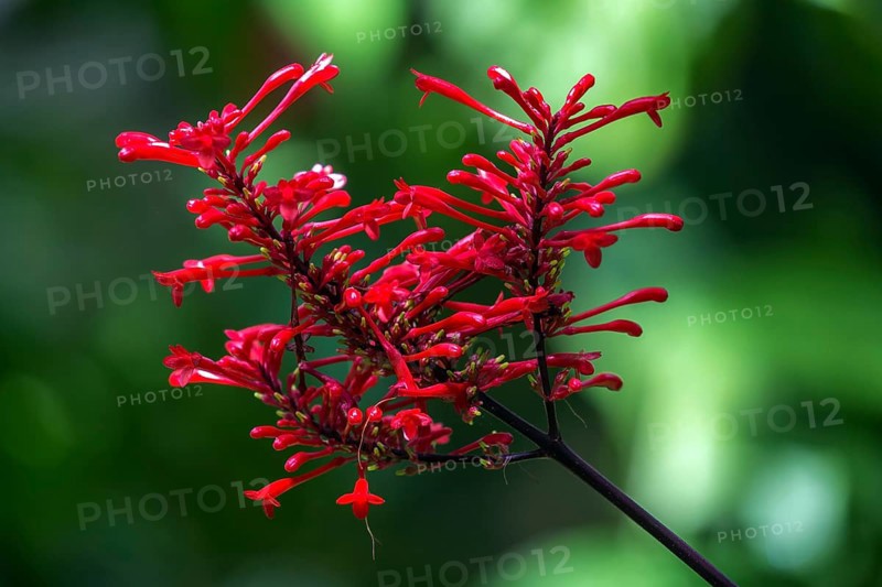 Flower of Odontonema tubaeforme, Botanical Garden Funchal, Jardim Botanico, Madeira, Portugal, Europe
