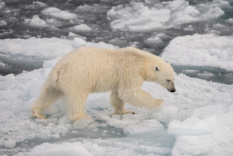 Polar bear (Ursus maritimus) on the pack ice, Svalbard Island, Svalbard archipelago, Svalbard and Jan Mayen, Norway, Europe