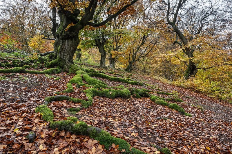 Old copper beeches (Fagus sylvatica) in the Hutewald Halloh, Hesse, Lower Saxony