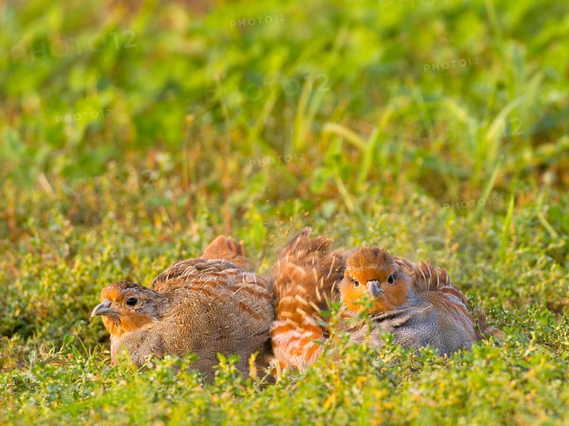 Gray partridges (Perdix perdix), taking a dust bath on a fallow land, Solms, Hesse, Germany, Europe