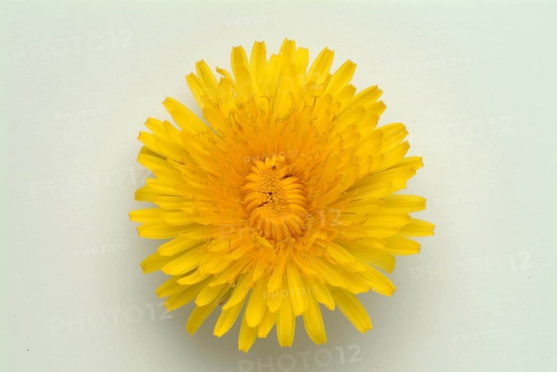 Common dandelion (Taraxacum) Ruderalia, Taraxacum officinale, medicinal plant, the most important active substances of the dandelion are the bitter substances
