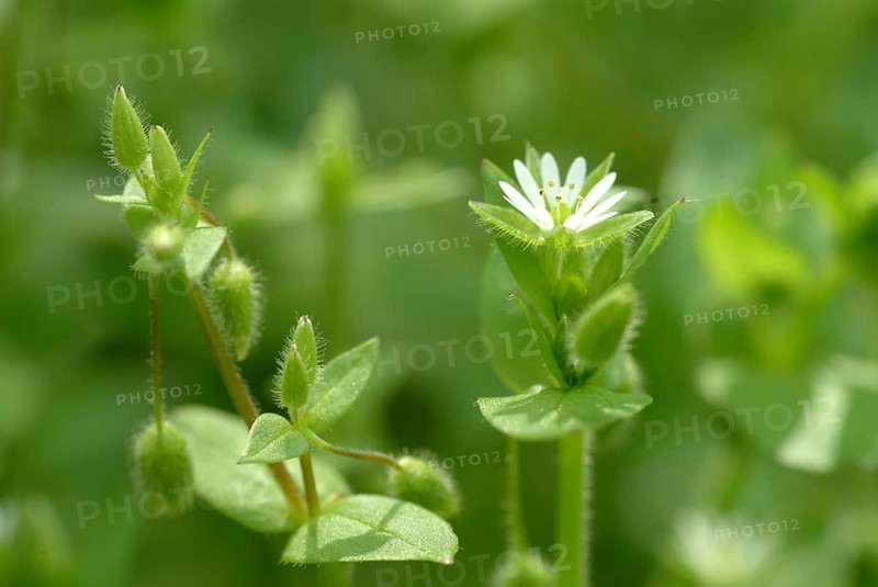 Greater stitchwort (Stellaria holostea), Rabelera holostea, also Common Chickweed, medicinal plant