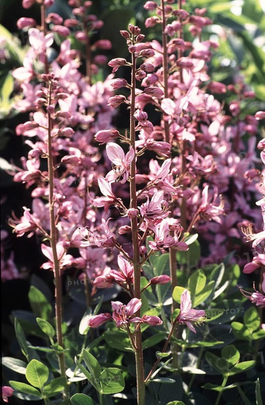 Diptam, also known as Ashwort or dittany (Dictamnus albus), regarded as a medicinal plant in antiquity and the Middle Ages