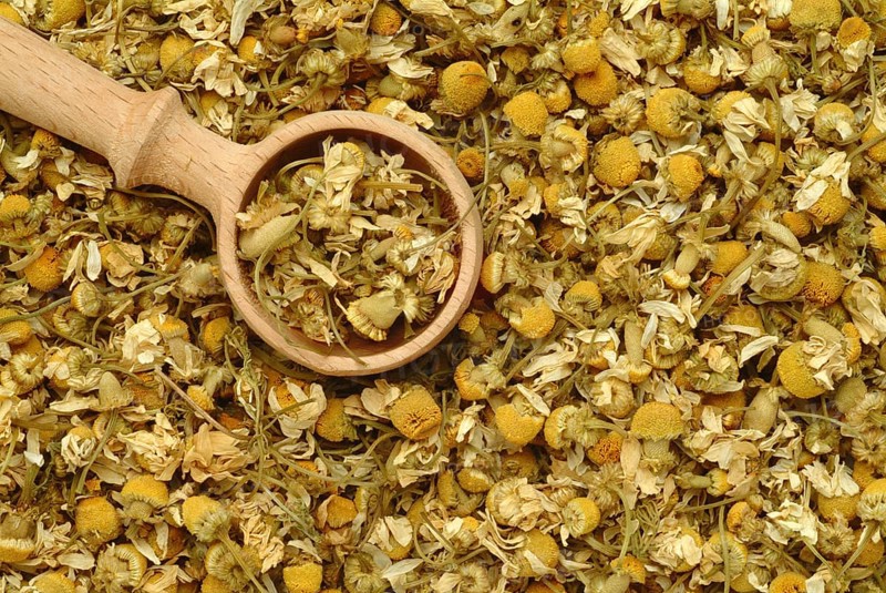 Dried blossoms of the true camomile (Matricaria recutita) medicinal plant, true camomile, can alleviate many complaints, from stomach aches to gum inflammations to sore throats. It is used externally and internally