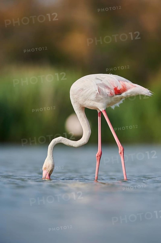 Greater Flamingo (Phoenicopterus roseus) walking in the water, Parc Naturel Regional de Camargue, France, Europe