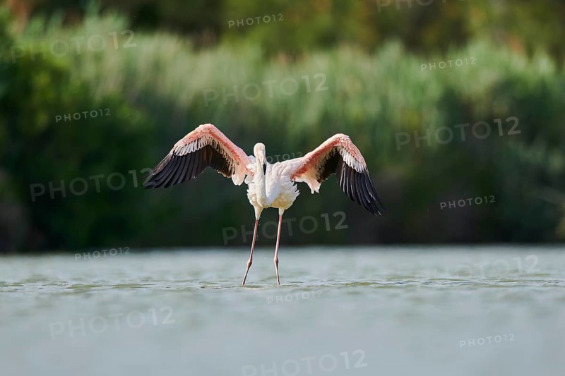 Greater Flamingo (Phoenicopterus roseus), landing in the water, Parc Naturel Regional de Camargue, France, Europe