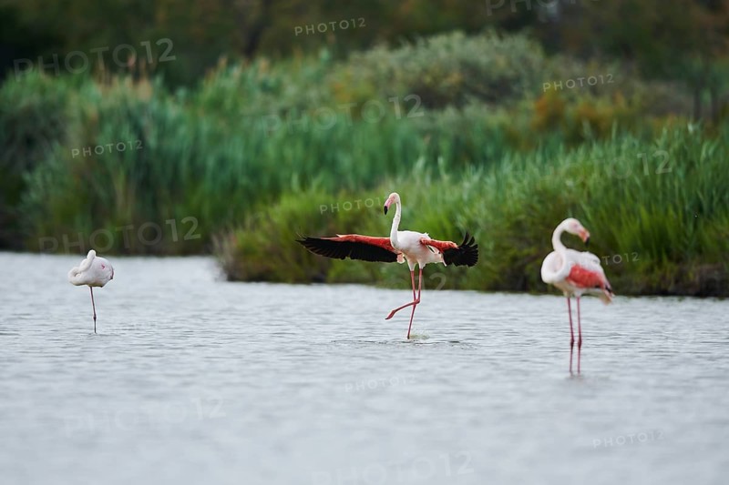 Greater Flamingo (Phoenicopterus roseus), landing in the water, Parc Naturel Regional de Camargue, France, Europe
