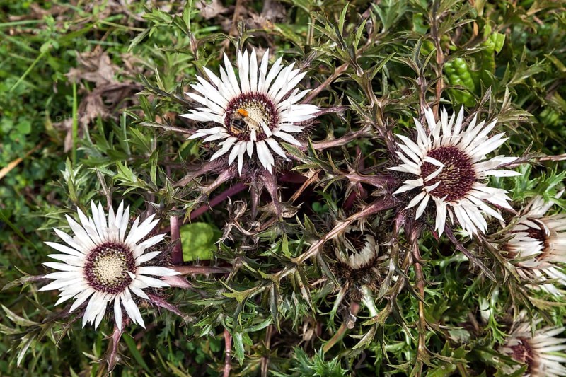 Silver thistle (Carlina acaulis), Oytal, near Oberstdorf, Allgäu Alps, Oberallgäu, Allgäu, Bavaria, Germany, Europe