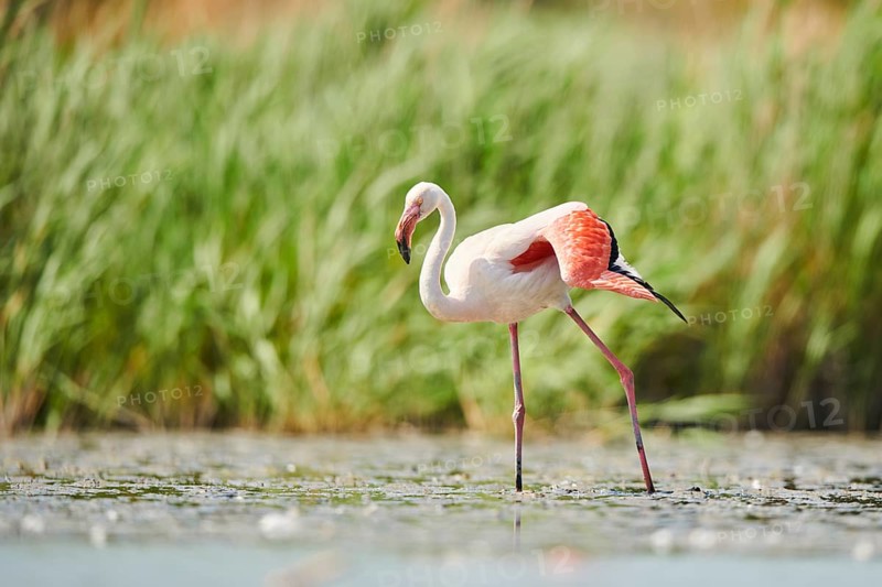 Greater Flamingo (Phoenicopterus roseus) walking in the water, Parc Naturel Regional de Camargue, France, Europe