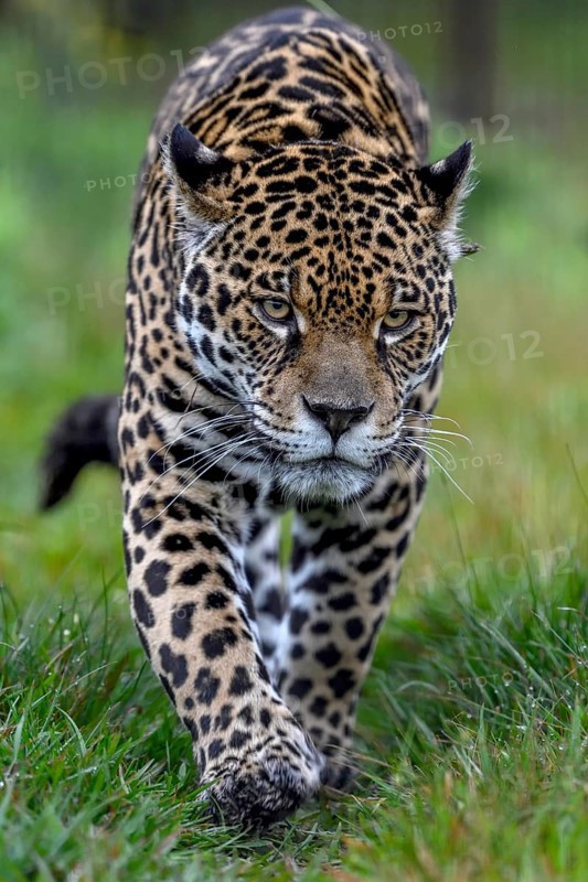 Jaguar (Panthera onca) with radio collar sneaks through the grass, captive, Conservation Land Trust breeding station, Iberá Project, Esteros del Iberá, San Alonso Island, Corrientes Province, Argentina, South America