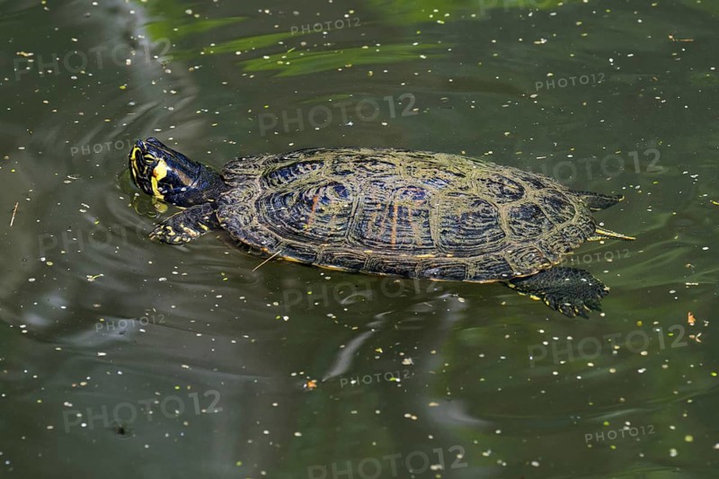Yellow-bellied slider (Trachemys scripta scripta), land and water turtle native to the southeastern United States swimming in pond