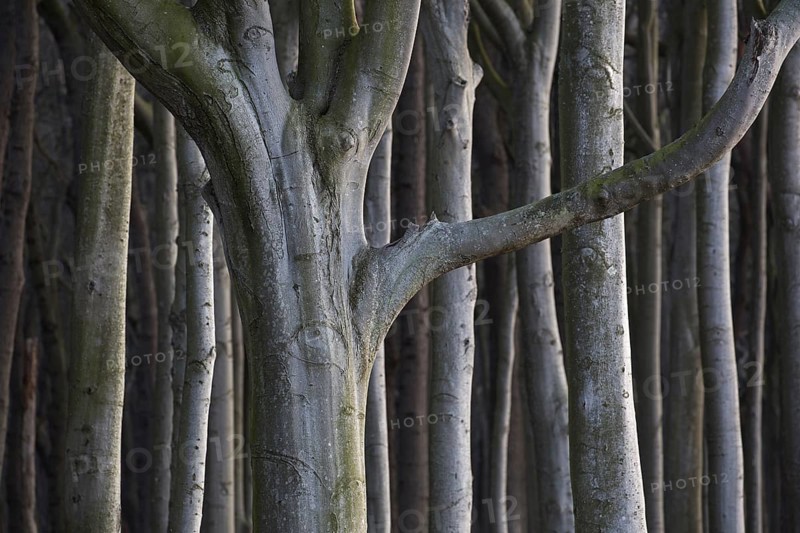 Beech trees, shaped by strong sea winds, at Ghost Wood, Gespensterwald along the Baltic Sea beach at Nienhagen, Mecklenburg-Vorpommern, Germany, Europe