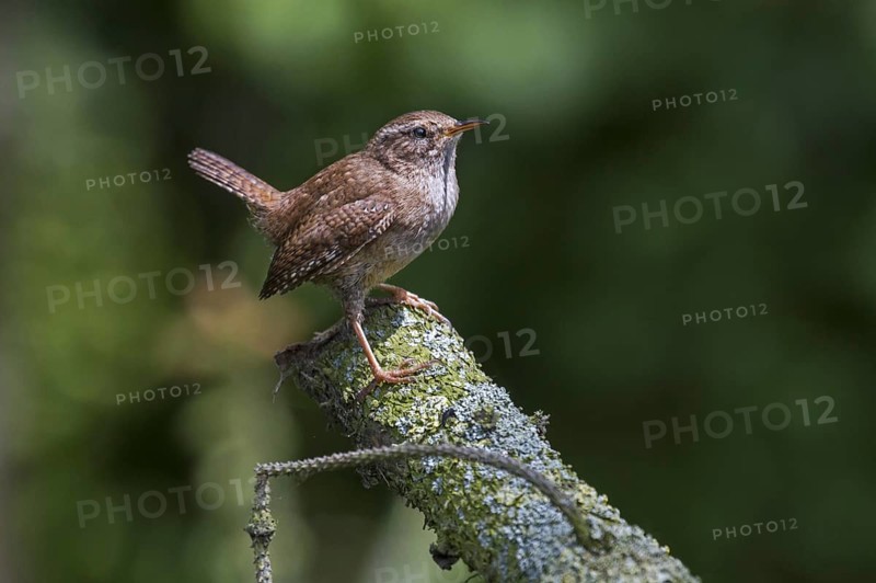 Eurasian Wren (Troglodytes troglodytes) perched on branch in tree