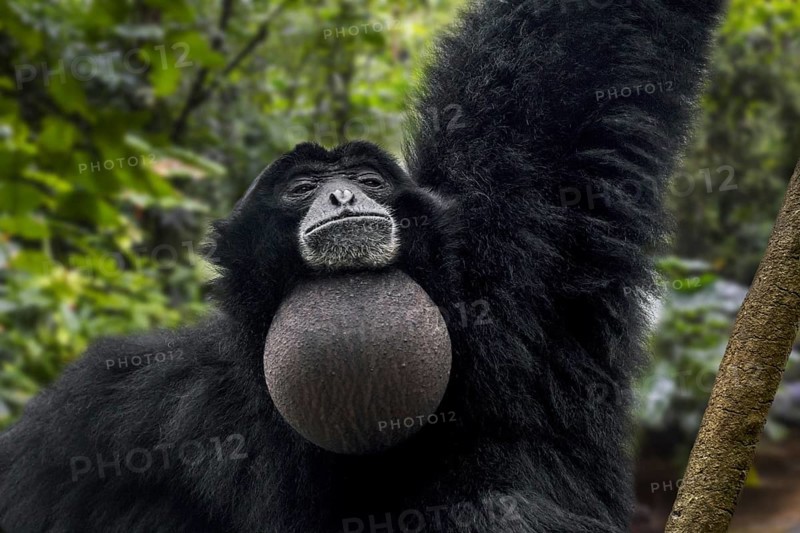 Siamang (Symphalangus syndactylus) with throat sac inflated, arboreal black-furred gibbon native to Indonesia, Malaysia and Thailand