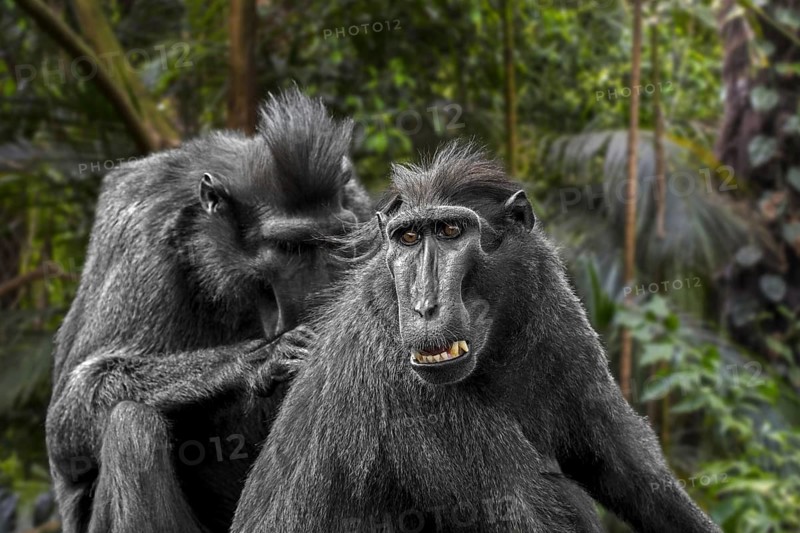 Celebes crested macaque (Macaca nigra), crested black macaque grooming and delousing group member, native to the Indonesian island of Sulawesi