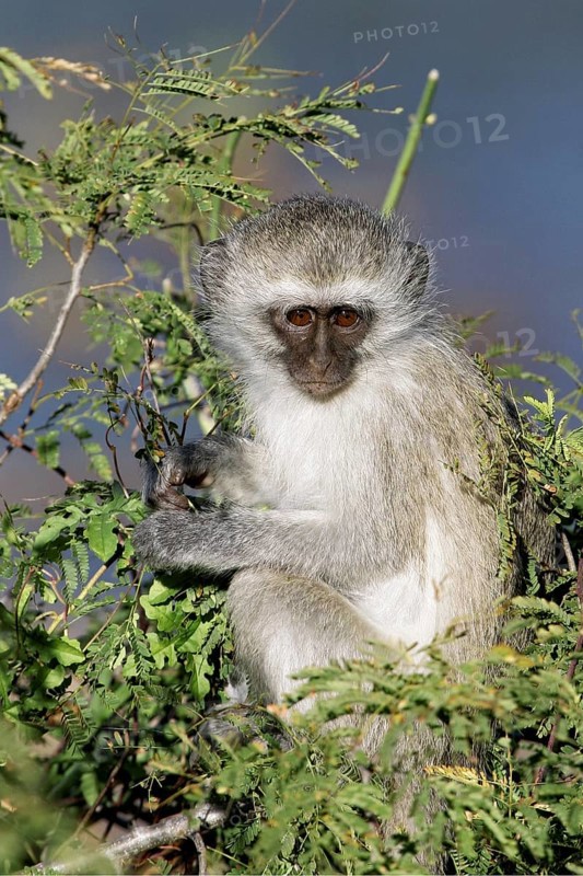 Vervet monkey (Cercopithecus aethiops) portrait, Kruger National Park, South Africa, Africa