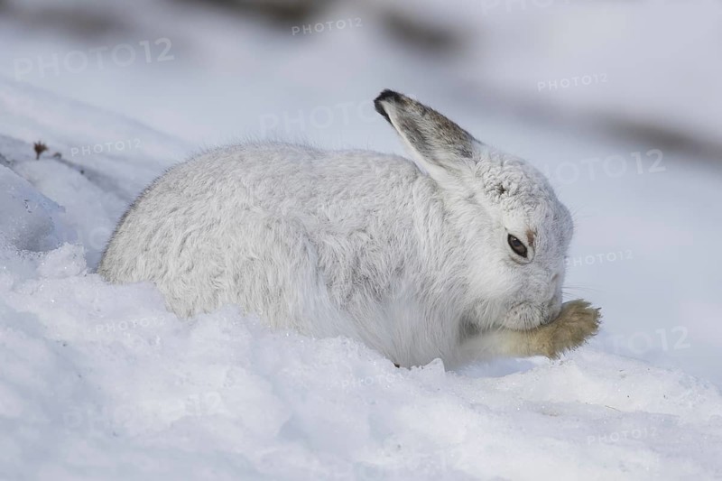 Mountain hare (Lepus timidus), Alpine hare, snow hare in white winter pelage grooming fur of foreleg