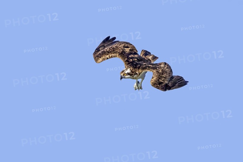 Western osprey (Pandion haliaetus) in flight, diving with feet stretched forward to catch fish from water surface of lake in late summer