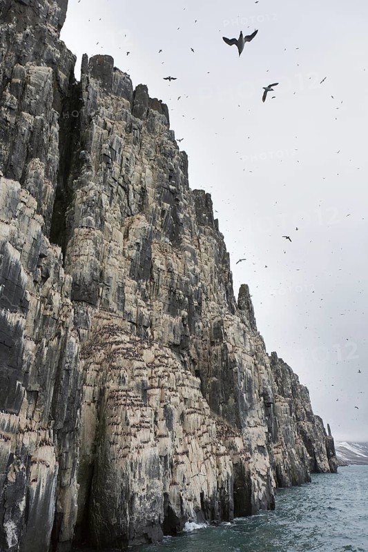 Alkefjellet, sea cliff housing seabird colony of thick-billed murres (Uria lomvia), Brünnich's guillemots at Hinlopenstretet, Svalbard, Norway, Europe
