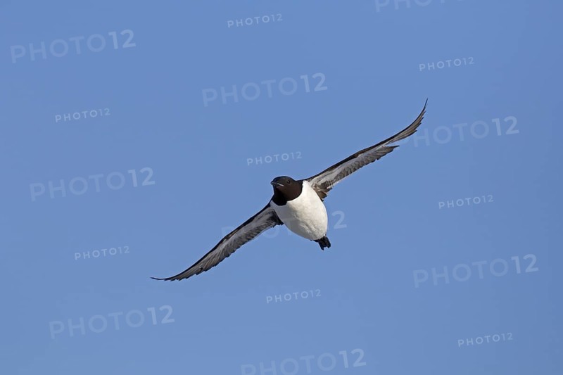 Thick-billed murre (Uria lomvia), Brünnich's guillemot in flight against blue sky, native to the sub-polar regions of the Northern Hemisphere