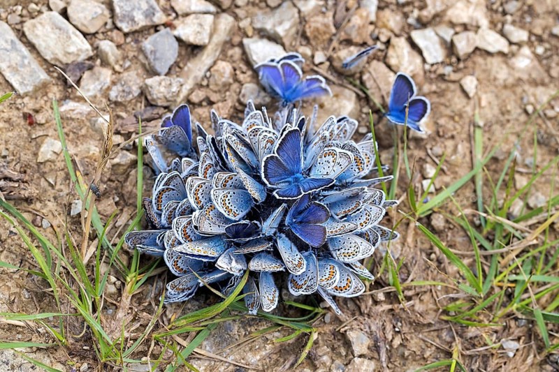 Aggregation of common blue butterflies, European common blue butterfly (Polyommatus icarus) on wet soil, called mud-puddling