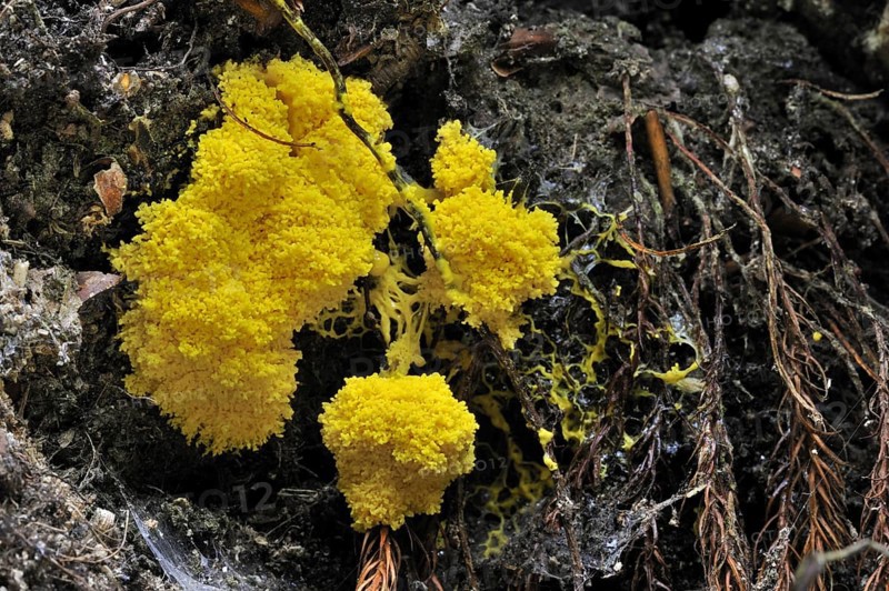 Scrambled egg slime mold, dog vomit slime mold (Fuligo septica) on decaying wood