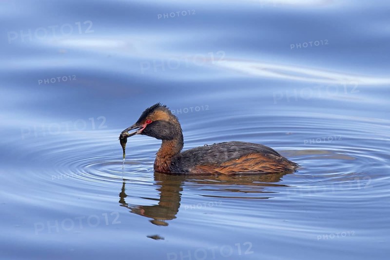 Horned grebe, Slavonian grebe (Podiceps auritus) swimming with caught three-spined stickleback (Gasterosteus aculeatus) fish in beak in summer