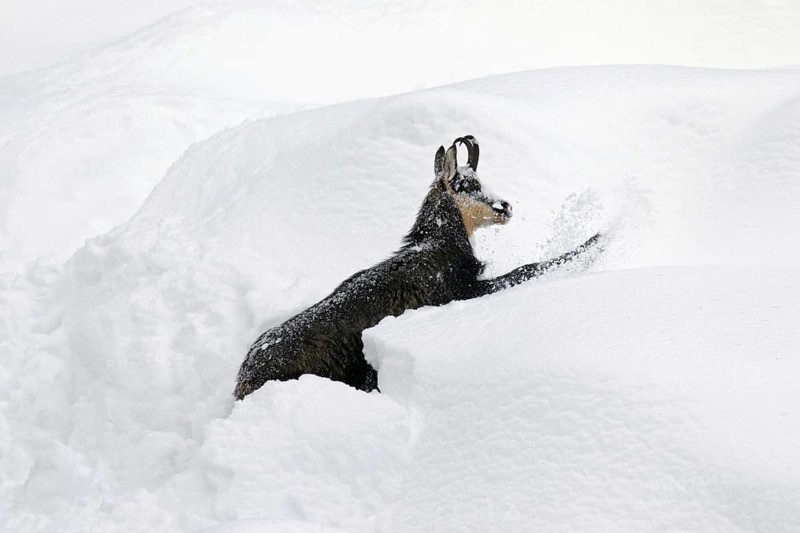 Chamois (Rupicapra rupicapra) foraging in deep powder snow in winter, Gran Paradiso National Park, Italian Alps, Italy, Europe
