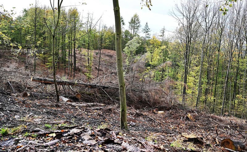 Trees damaged by climatic warming, drought, wind breakage and bark beetle, photographed on 2.11.2019 in Sauerland near Iserlohn, Germany, Europe