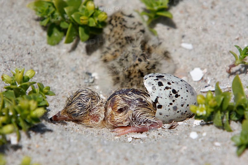 Little Tern (Sternula albifrons), chick hatching, Little Tern hatching, Lower Saxon Wadden Sea National Park, East Frisian Islands, Lower Saxony, Germany, Europe