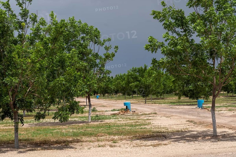 Rincon, New Mexico, Water-hungry pecan trees growing in the midst of a severe dought in the New Mexico desert. The extensive pecan farms around Las Cruces are watered by flooding orchards with irrigation water from the Rio Grande or by pumping water from underground
