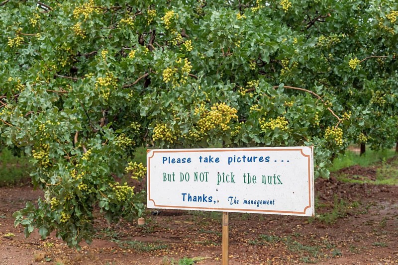 Alamogordo, New Mexico, Pistachios growing at Eagle Ranch, which sells the nuts under the Heart of the Desert brand