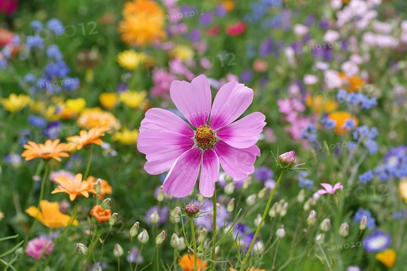 Jewel basket, blossom, flower meadow, colourful, summer, pretty blossom of a pink mexican aster (Cosmos bipinnatus) stands in the middle of a colourful flower meadow, Germany, Europe
