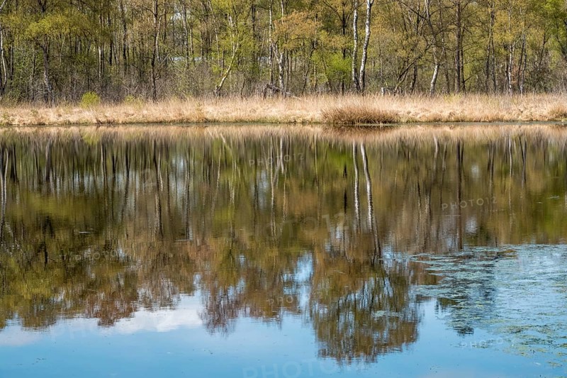 Nature conservation and FFH area, Heideweiher, Heubachniederung, Gescher, Münsterland, North Rhine-Westphalia, Germany, Europe