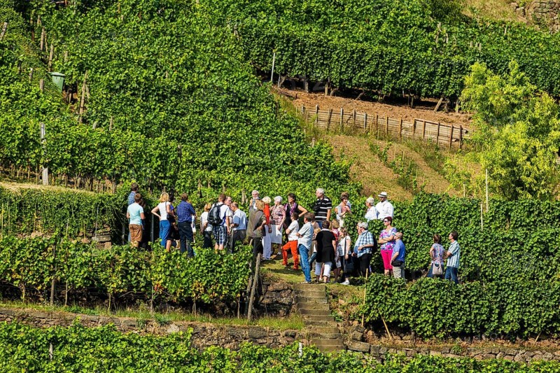 Open Winery Day in Saxony
