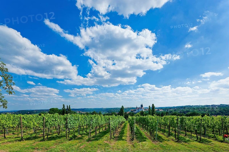 View of Meissen from the Proschwitz Winery