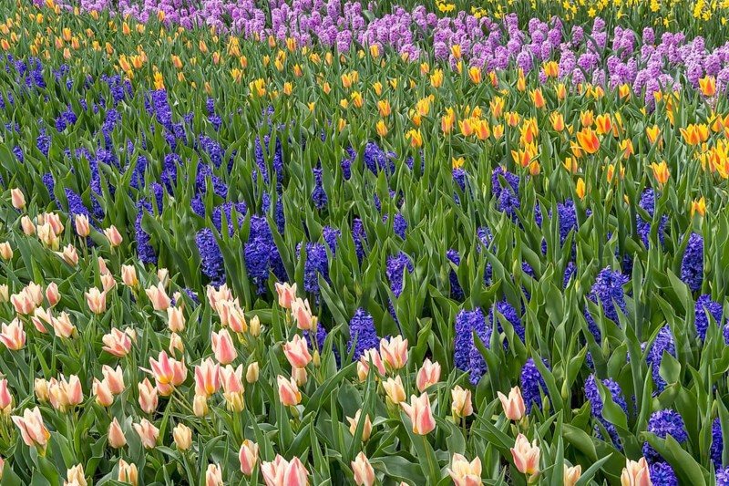 Colourful flower bed with tulips and hyacinths, Keukenhof, Lisse, South Holland, Netherlands
