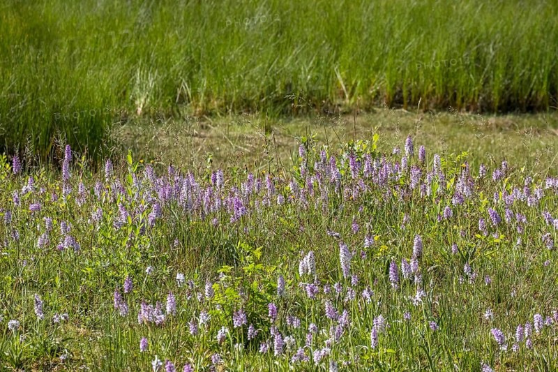 Moorland spotted orchid (Dactylorhiza maculata), Zwillbrocker Venn nature reserve, Münsterland, North Rhine-Westphalia, Germany, Europe