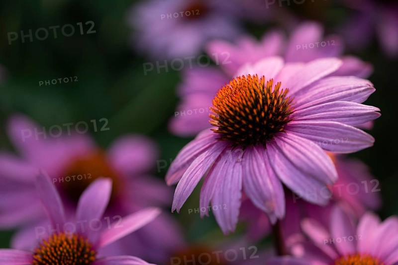 Flowering purple cone flower (Echinacea purpurea), Germany, Europe