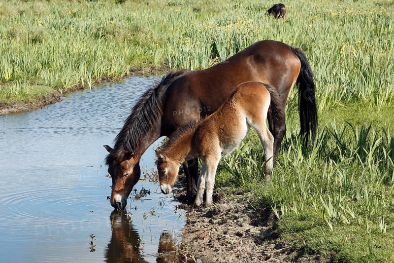 Exmoor ponies, mare with foal, lateral view