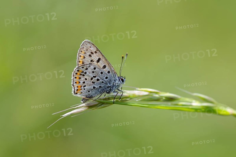 Common blue butterfly (Polyommatus icarus), Hesse, Germany, Europe