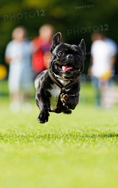 A dog running across a meadow, Baden-Württemberg, Germany, Europe
