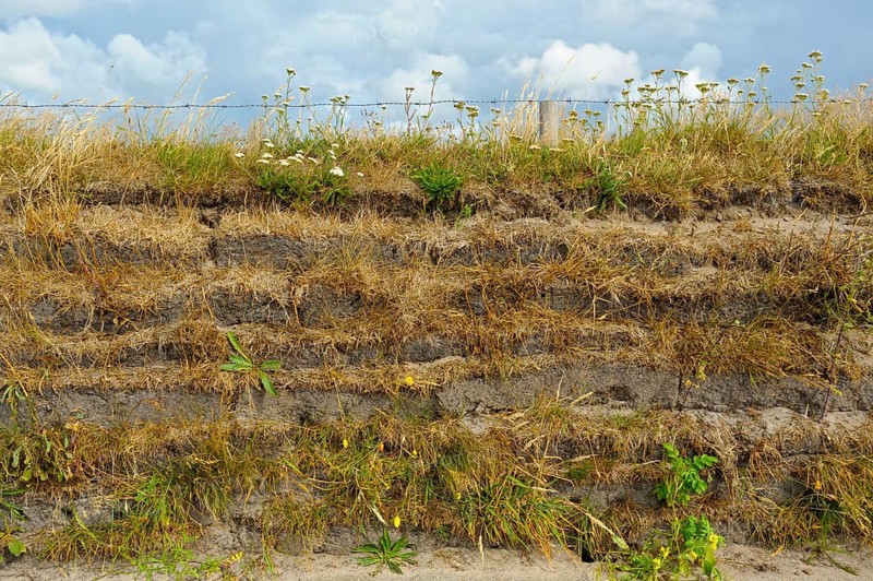 Typical fence wall, overgrown earth wall, Texel Island, North Sea, North Holland, Netherlands